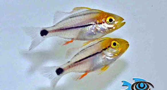 Rising Tide Update: Commercially Available [Captive-Bred] Porkfish