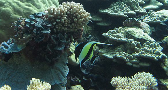 House Bill 873 Would Prohibit the Sale of Aquatic Life for Aquarium Purposes