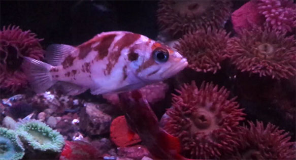 CORAL Video: Paul Hallmark’s Coldwater Reef