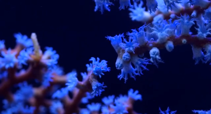 Gorgonians and Sea Fans – An Introductory Look (and Video)