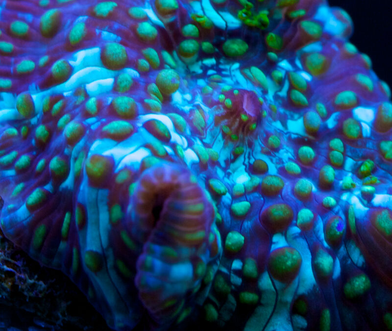 Video: Reef Aquarium Photography Tips
