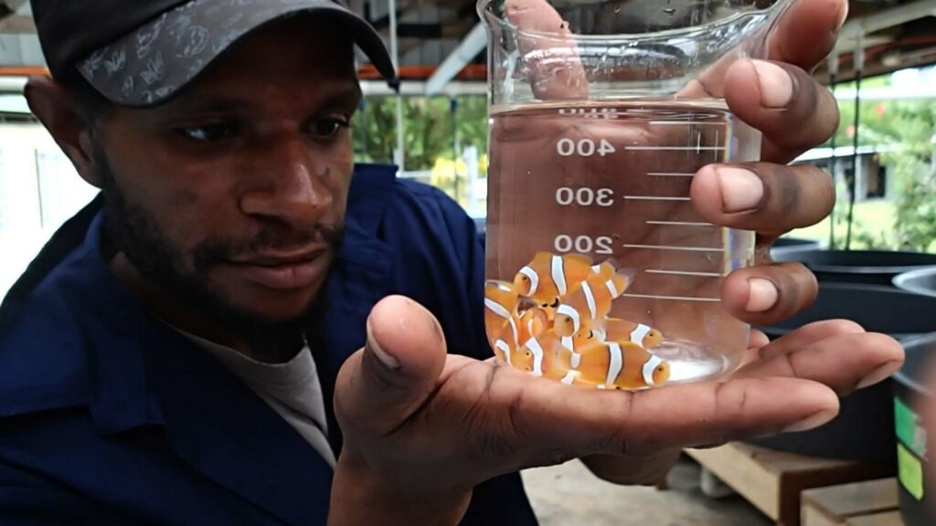 Noah Piliman inspects the health and quality of the now commercial sized clownfish.