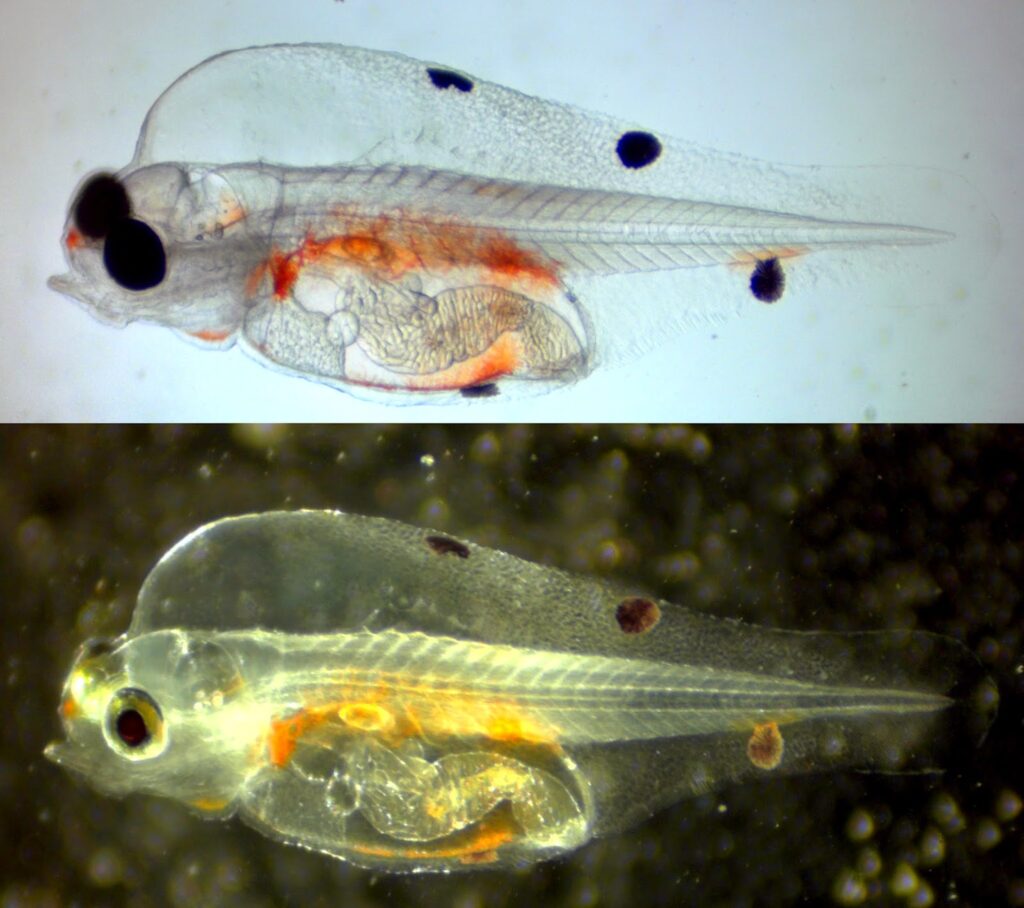 Figure 2. 14 dph melanurus wrasse larva. 