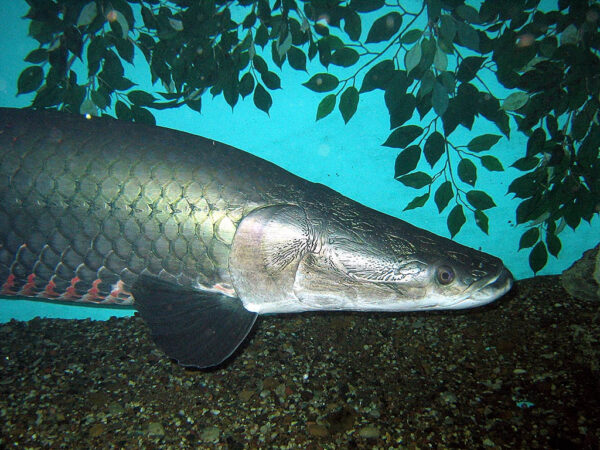 The Arapaima is a prime example of a fish species capable of outgrowing home aquariums.