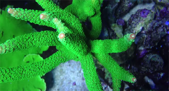 Video: Richard Colombo’s 115-gallon reef (as seen from above)