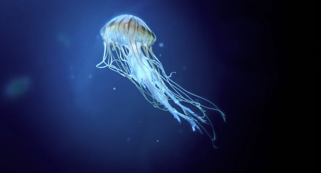 What appears to be the Japanese Sea Nettle, Chrysaora pacifica.