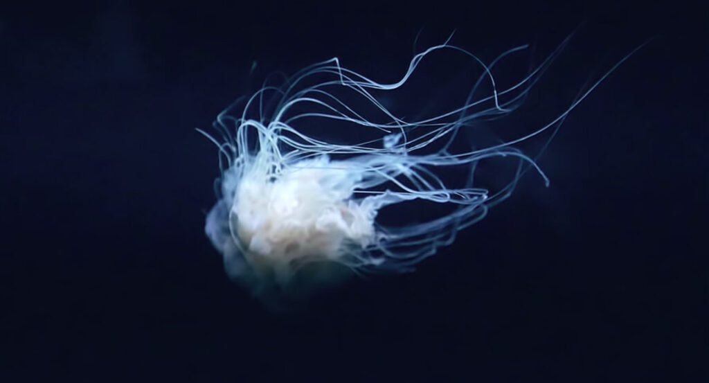 Ethereal tentacles trail behind a jellyfish.