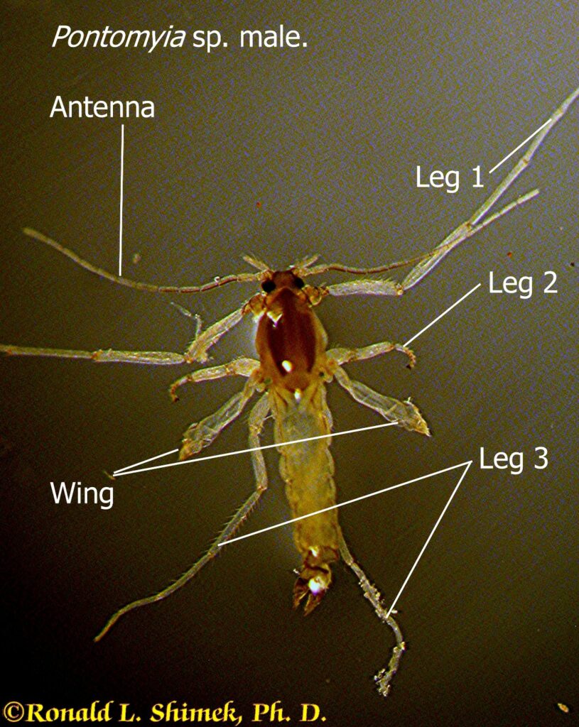 Pontomyia sp. Male. The animal was about 3 mm long. The males move by using their wings as oars. They live for about 2 hours after emerging from the algal tube they construct as a larva