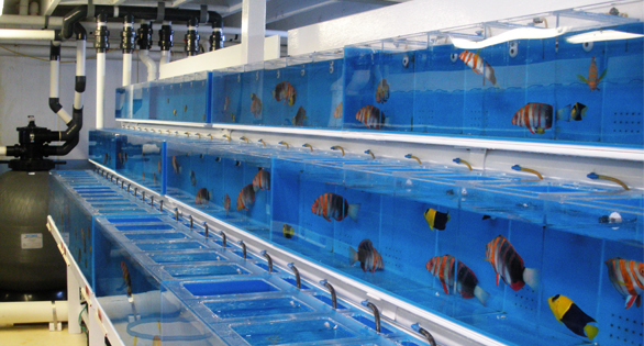 Marine Aquarium Hobbyist Survey – Have Your Say!