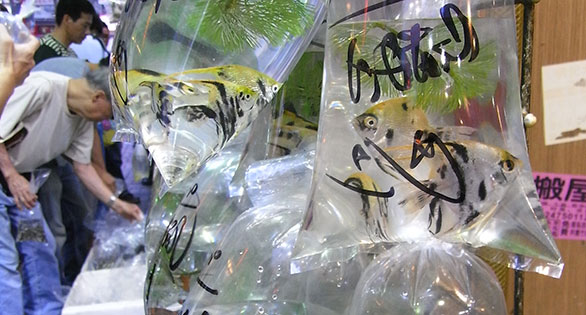 Chemical in Plastic Bags Lethal to Aquarium Fish