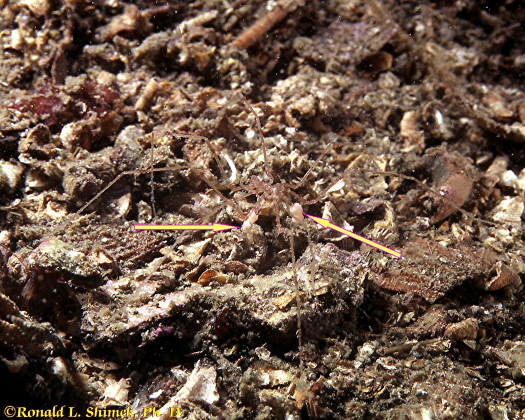 A male long-legged pycnogonid in the genus Nymphon.  The arrows indicate egg masses on his ovigerous eggs.