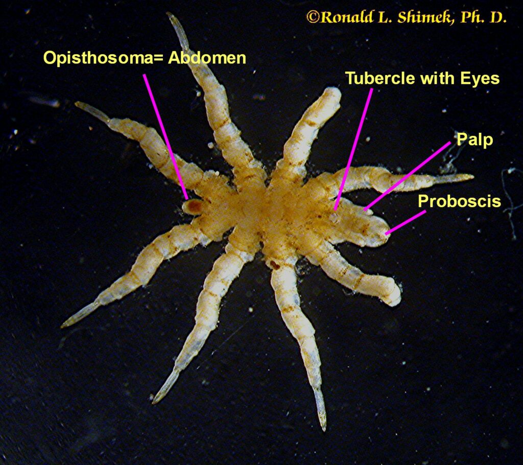 A zoanthid-eating pynogonid from above showing some structures.