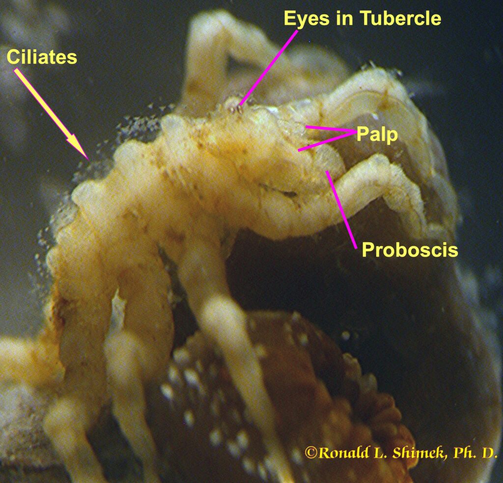 A zoanthid-eating pycnogonid eating a zoathid.