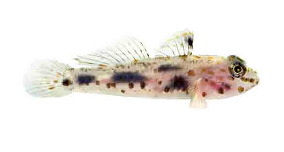 ORA’s latest Captive-Bred First – Transparent Cave Goby, Fusigobius pallidus