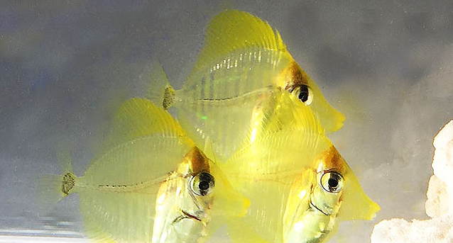 Broken Barriers: Captive-Bred Yellow Tangs Now A Reality