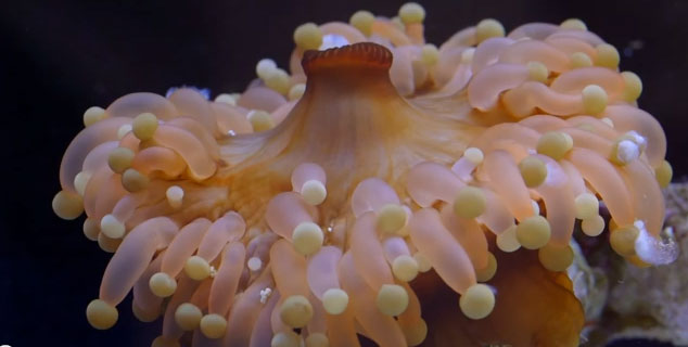 Video: Pseudocorynactis, aka Orange Ball Anemone