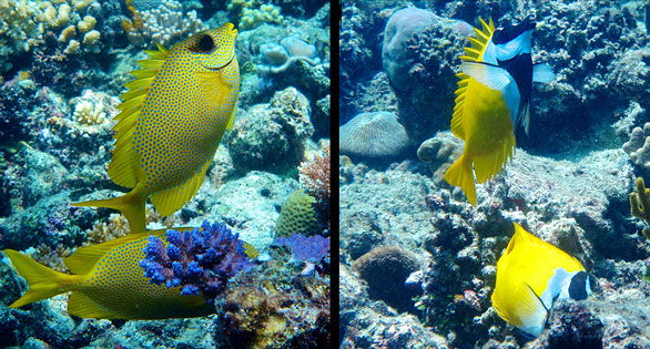 On Guard for Thee: Reef Fish Discovered Standing Watch