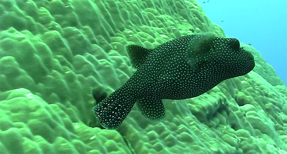 CORAL Featured Video: Magnificent Samoan Reefs 2015