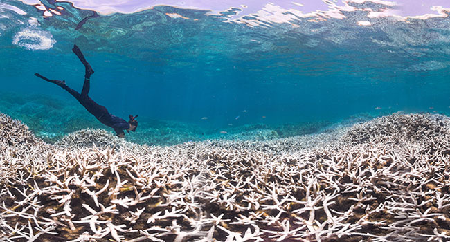 Global Reef Bleaching Event 2015-16 Unfolding