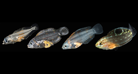 Baensch Adds Hawaiian Christmas Wrasse to Captive-Bred Fish List!