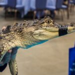 Gator Encounters was among the new exhibits at the World Pet Association’s third annual Aquatic Experience – Chicago, Nov. 6-8, 2015.