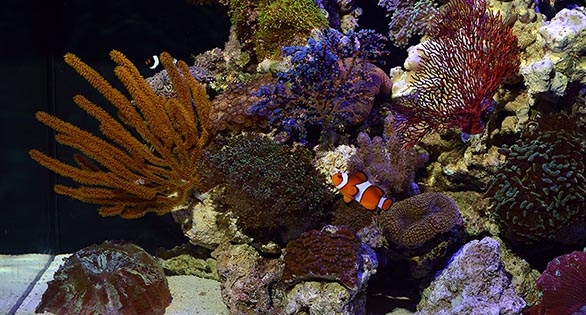 Red Sea’s Reef @ The Aquatic Experience 2015