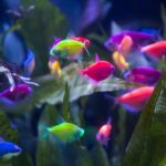 GloFish at Aquatic Experience - Chicago 2015. Image by Dan Woudenberg/LuCorp Marketing for the World Pet Association.