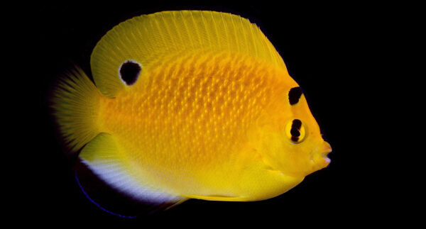 An accidental young hybrid of Flagfin and Goldflake Angels (Apolemichthys trimaculatus x A. xanthopunctatus) from Bali Aquarich. Image: Lemon Tea Yi Kai