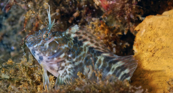 Featherduster Blenny from the Gulf of Mexico, successfully bred by hobbyist Michael Hoang. Image: JIm Garin.