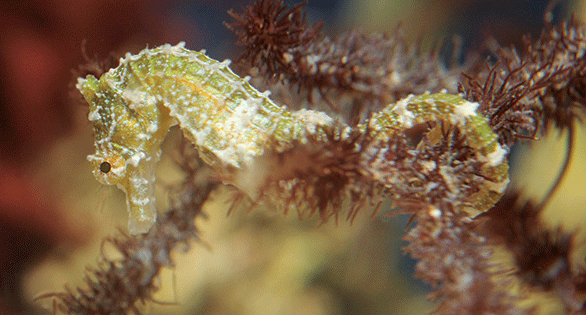 CORAL Excerpt: Florida Moves to Protect Dwarf Seahorse