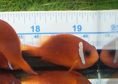 8 to 10 month old Split-Face Clownfish, the hybrid of Amphiprion (barberi 'Fiji' X ephippium).