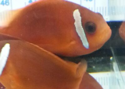 8 to 10 month old Split-Face Clownfish, the hybrid of Amphiprion (barberi 'Fiji' X ephippium).