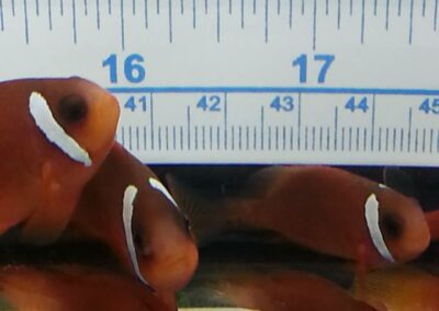 8 to 10 month old Split-Face Clownfish, the hybrid of Amphiprion (barberi 'Fiji' X ephippium).