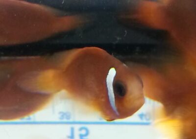 8 to 10 month old Split-Face Clownfish, the hybrid of Amphiprion (barberi 'Fiji' X ephippium).