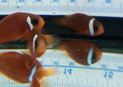 8 to 10 month old Split-Face Clownfish, the hybrid of Amphiprion (barberi 'Fiji' X ephippium).