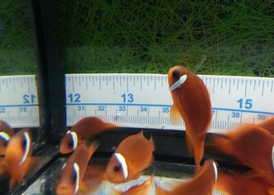 8 to 10 month old Split-Face Clownfish, the hybrid of Amphiprion (barberi 'Fiji' X ephippium).