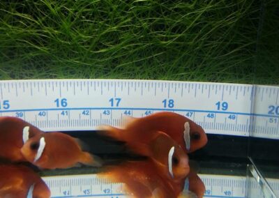 8 to 10 month old Split-Face Clownfish, the hybrid of Amphiprion (barberi 'Fiji' X ephippium).