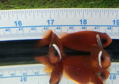 8 to 10 month old Split-Face Clownfish, the hybrid of Amphiprion (barberi 'Fiji' X ephippium).