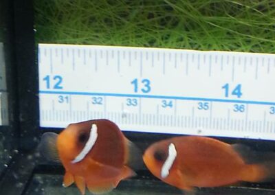 8 to 10 month old Split-Face Clownfish, the hybrid of Amphiprion (barberi 'Fiji' X ephippium).