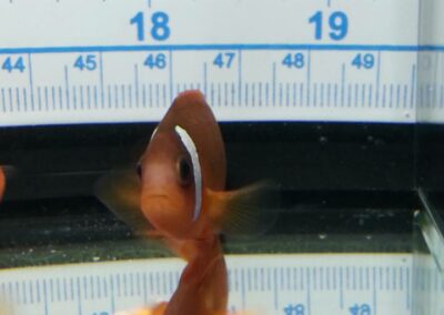 8 to 10 month old Split-Face Clownfish, the hybrid of Amphiprion (barberi 'Fiji' X ephippium).