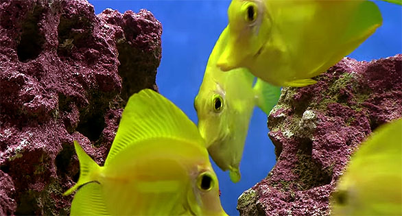 Public Debut for Aquacultured Yellow Tangs (Video)