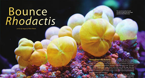 CORAL Magazine New Issue “Social Fishes” Inside Look
