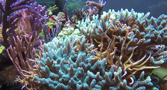 CORAL Video: Daniel Knop’s Reef Turns 21