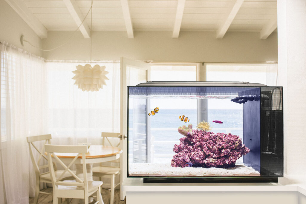 The Biota Aquarium concept - All in one aquarium, pre-selected livestock direct-to-your-door, and a recipe for success.