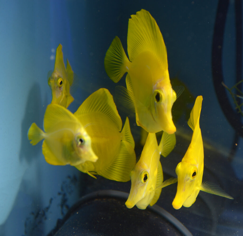 Doesn't everyone deserve a shoal of captive-bred Yellow Tangs? With time, a bit of luck, and willing public support, maybe this will be something more of us can enjoy in the future!
