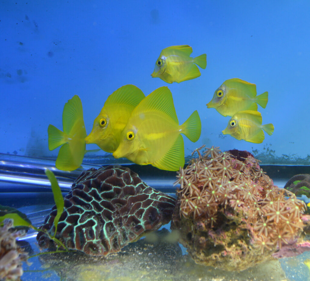 A shoal of captive-bred Yellow Tangs, Zebrasoma flavescens, awaits their final homes in a coral holding tank in Duluth, MN.