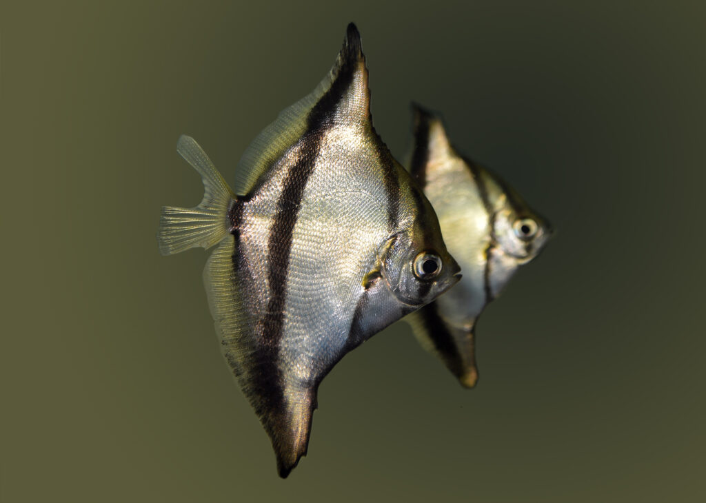 A pair of Florida-produced captive-bred Monodactylus sebae (aka. Mono Sebae or Sebae Monos), reared by Jonathan Foster of FishEye Aquacu;ture.
