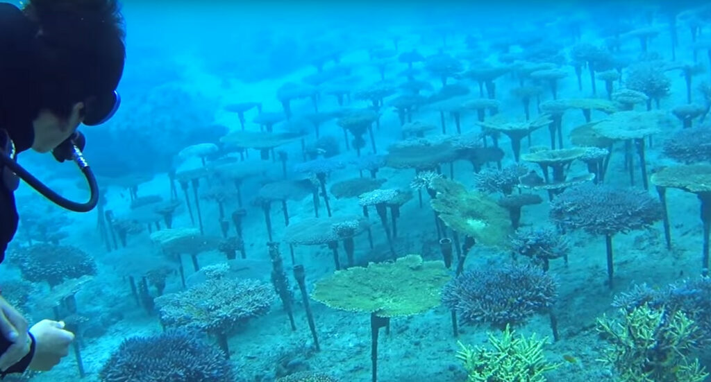 Seemingly endless fields of maricultured coral were a surprise find during this dive.