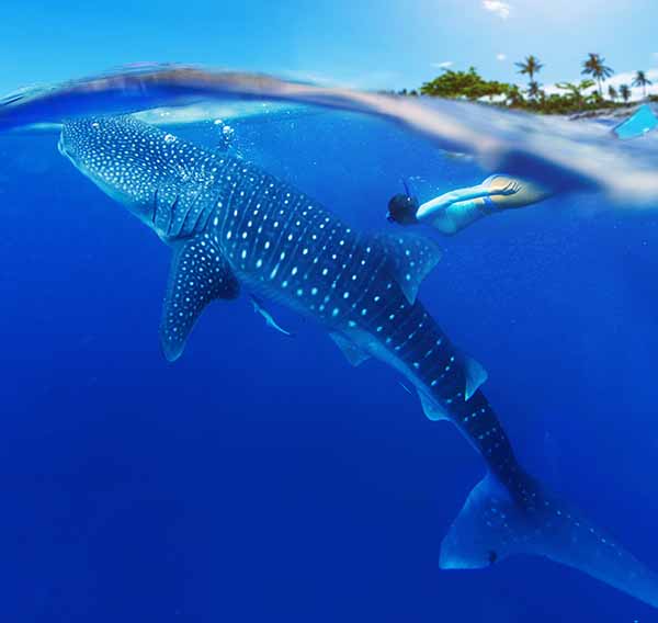 The world's largest fish and easily the biggest living non-mammalian vertebrate. Image: Shutterstock.