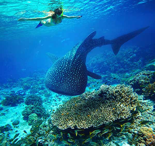 Whale Shark on reef 600px